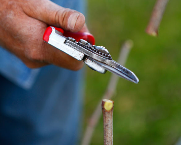 A macroshot of a vineyard worker pruning vines in the winter.